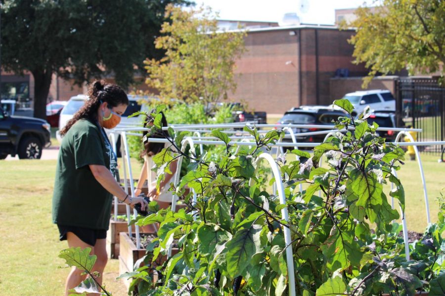 Coppell+East+science+teacher+Jodie+Deinhammer+works+in+the+Coppell+Middle+School+East+garden+on+Friday.+Deinhammer+created+this+garden+to+help+foster+students+learning.