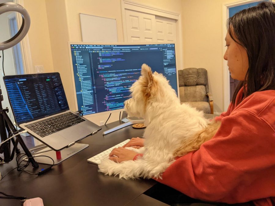 Ysabel+Chen+%2811%29+works+on+her+digital+application+Lucky+Paw%2C+which+she+designed+to+centralize+the+pet+adoption+process.+She+is+currently+enrolled+in+Harkers+Incubator+1+class+where+students+ideate+and+execute+their+own+businesses.