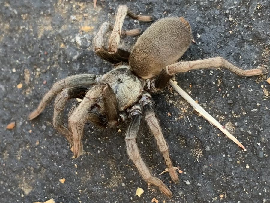 A tarantula raises its front two legs outside of the T-wing. According to Live Science, tarantulas do this when they feel threatened, usually to scare off predators by making themselves appear larger.