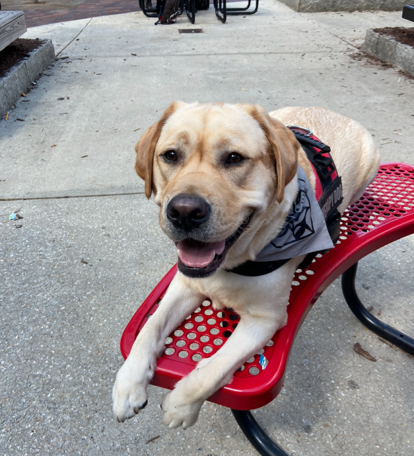 Language Art's teacher Emily Dohogne first brought Ike to school during the spring semester of 2021, when Midtown was doing a hybrid method with some students in class and some in school. As Midtown as returned to in-person learning, many students have had the opportunity to meet, pet and bond with Ike. 