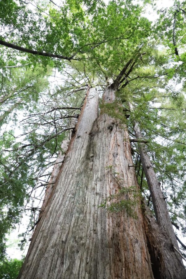 A redwood tree grows at the Bear Creek Redwoods Open Space Preserve in Los Gatos. These long-living organisms can reach heights of over 300 feet.