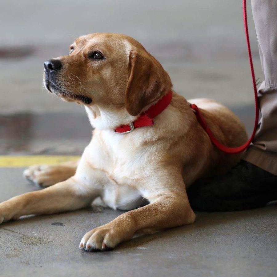 Alley sits next to her handler, fire investigator David Sobotka, after receiving training at the Omaha Fire Department. They have spent every day together over the past few years at the department working and training to prepare for real fire scenarios. “Alley lives to work,” Sobotka said. “Sometimes even when I’m not ready or don’t feel like going to work, Alley will be by my side ready to start the day.”