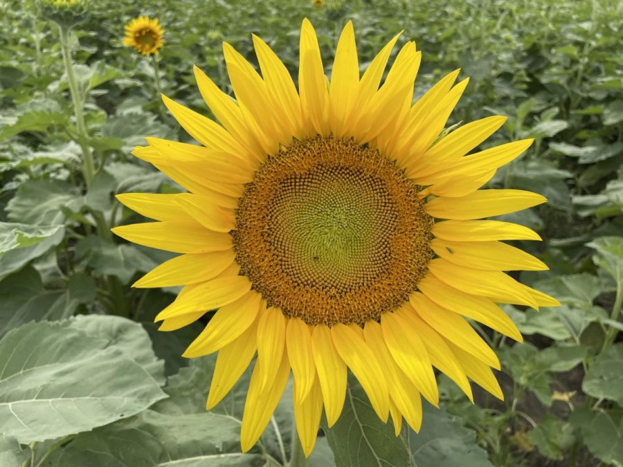 A+sunflower+is+the+National+flower+of+Ukraine+and+a+symbol+of+resistance+against+Russian+forces.