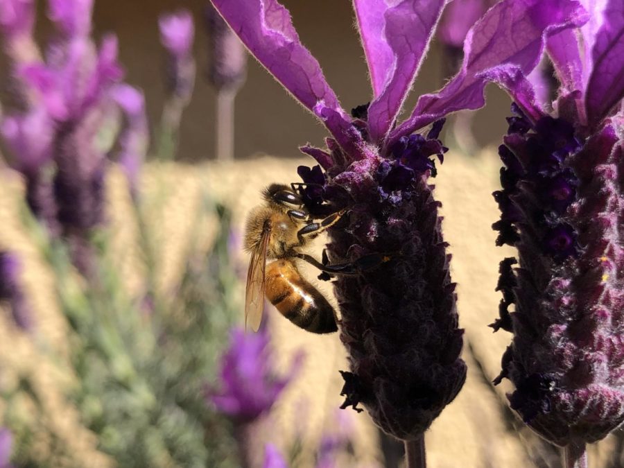 The Silence of the Bees: The changing world endangers pollinators
