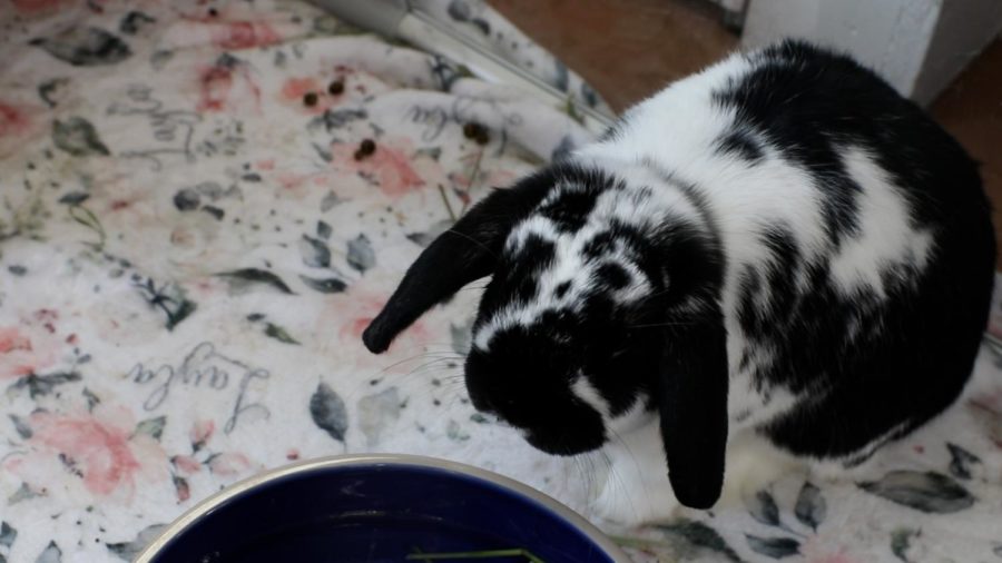 MHSNews | Dolly’s Dream Home Rabbit Rescue