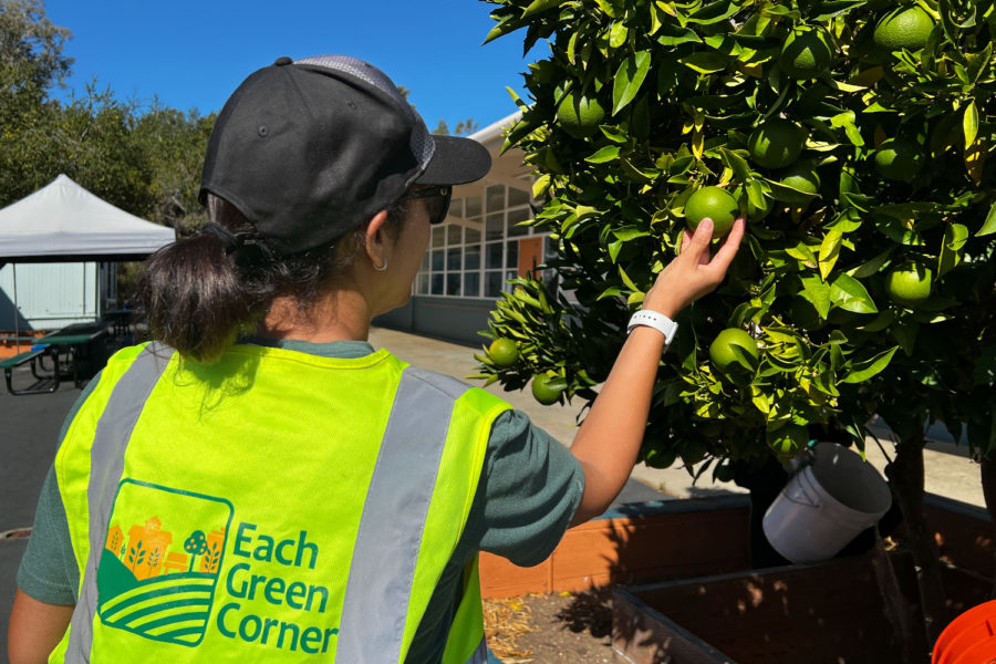 Each Green Corner volunteer, Sonya Rowen, goes above and beyond her job, maintaining the local plants at Mariposa campus not cultivated by her organization. 