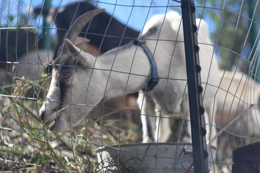 Smaug, a goat, eats away some brush at his job site. "We feel our goats are vital employees at City Grazing, so we try to treat them with respect and give them the best quality care we can," said Genevieve Church, executive director of City Grazing.