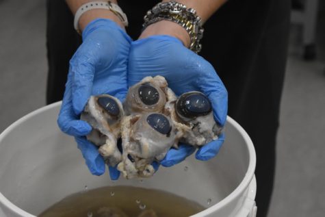 Lisa Licari holds up five cow eyeballs that have yet to be dissected. They are stored in a container with liquid in order to keep the eyeballs fluid intact. 