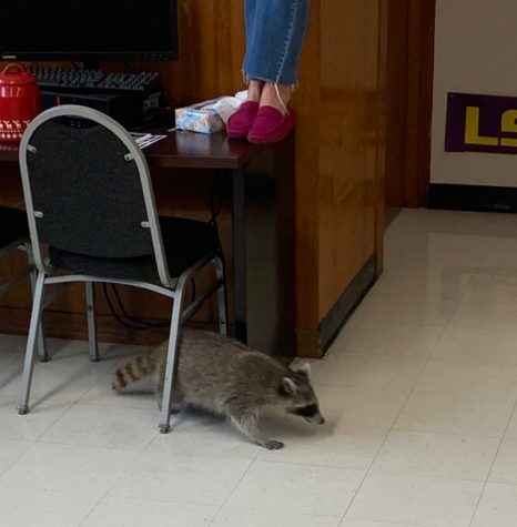 College and career counselor Camille Nix seeks higher ground by standing on a desk after a raccoon scurried into her classroom toward the end of first period today. After the room was evacuated, faculty members were able to coax the raccoon into a trashcan and then let it go outside.