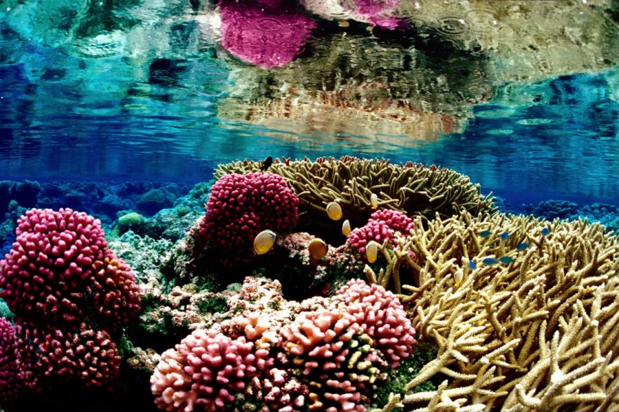 Often+described+as+the+%E2%80%9Crainforests+of+the+sea%2C%E2%80%9D+coral+reefs+around+the+world+are+battling+bleaching+and+rising+ocean+temperatures.+