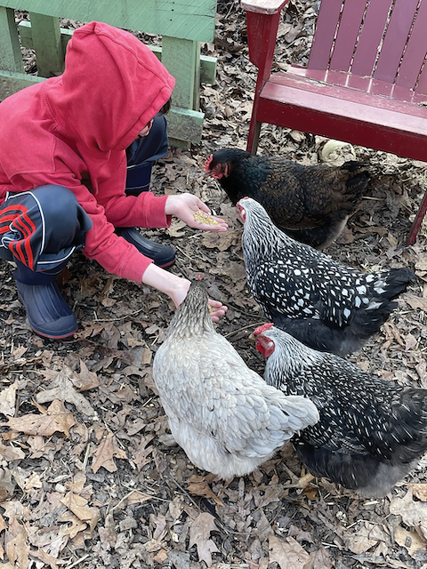 The Brophys estimate that their chickens produce about six eggs per day.