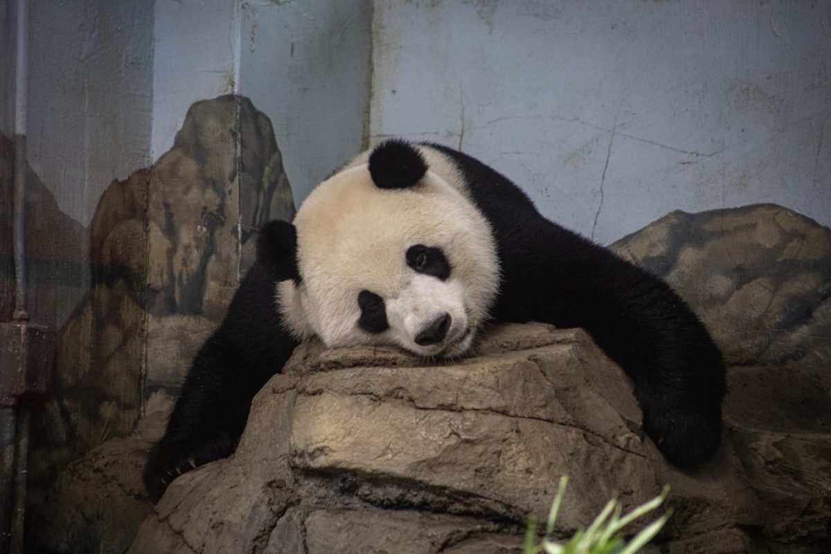 For+51+years%2C+pandas+have+been+an+integral+part+of+Washington+D.C.%E2%80%99s+National+Zoo.+By+Dec.+7%2C+however%2C+all+of+the+pandas+currently+inhabiting+the+iconic+zoo+will+return+to+their+home+in+China.