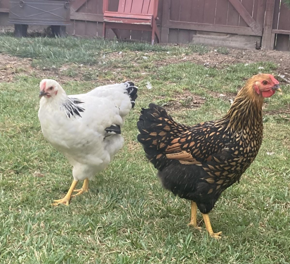 Chickens+make+wonderful+pets+if+you+have+the+right+resources+and+time+to+accommodate+to+their+everyday+needs+%28this+includes+their+little+poops%29.