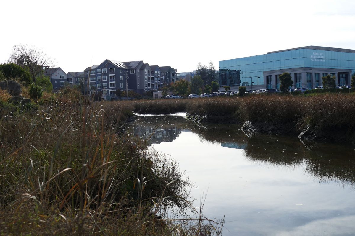 A salt marsh in front of some developments near Redwood City. 
