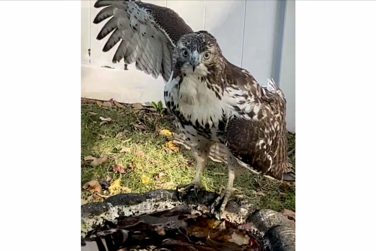 A junior red-tailed hawk clutches its injured wing to its side. This bird received treatment from local bird rehabilitator Allison Webber, who nurses injured birds back to health. The process of finding a rehabilitator can be obscure at times, so Webber is hoping to spread awareness about her work. 