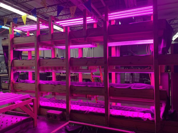 The Ag Departments hydroponic shelves that they use to grow lettuce.