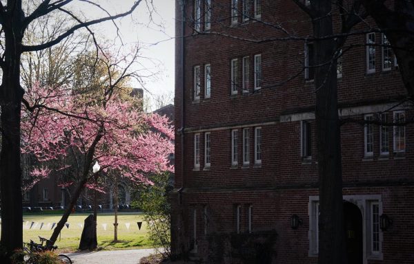 Photograph of a pink blossoming tree next to Alumni Lawn, as photographed on March 21, 2024. (Hustler Multimedia/George Albu)