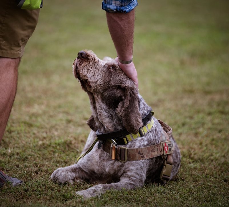 Vinny was a Spinone Italiano breed, and was paired with Christopher Judy almost nine years ago through the Healing4Heroes Organization.  Photo submitted by Christopher Judy.