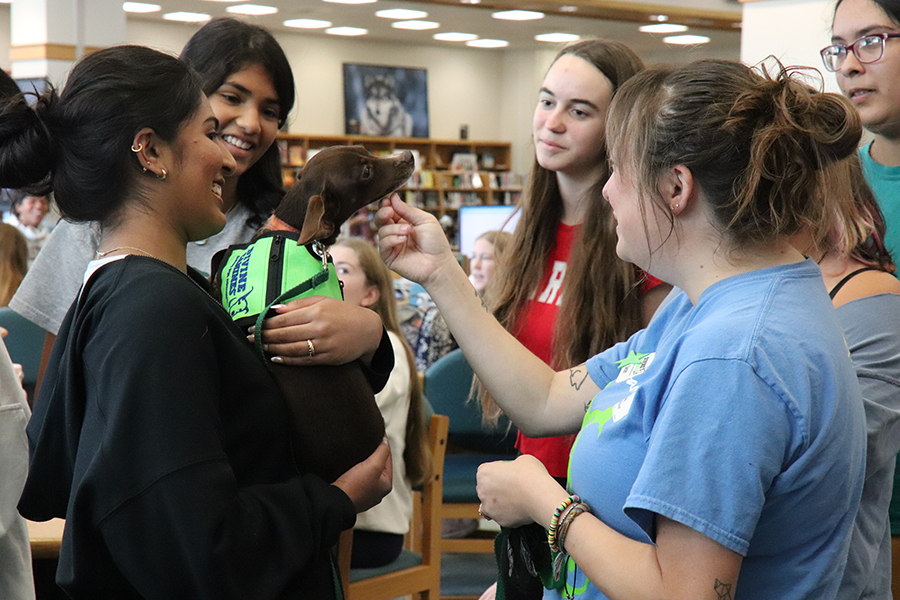 Holding Hatch, the therapy dachshund, freshman Ameya Gollapudi participates in a Mental Health Monday activity on Oct. 21. During lunch on Monday, the Divine Canines organization brought in some therapy dogs for students to interact with to help brighten their days and improve mental health. “Students are under a lot of pressure,” Hatch’s owner Sarah Thomas said. “I think that the benefit of having a dog around, a calming presence, is really valuable. It just brightens up someone’s day to visit with a dog.” 
Photo by Alyssa Fox