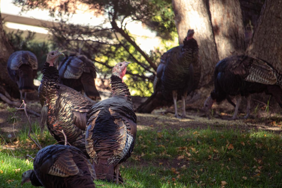 Minnesota is the top turkey producer in the country.