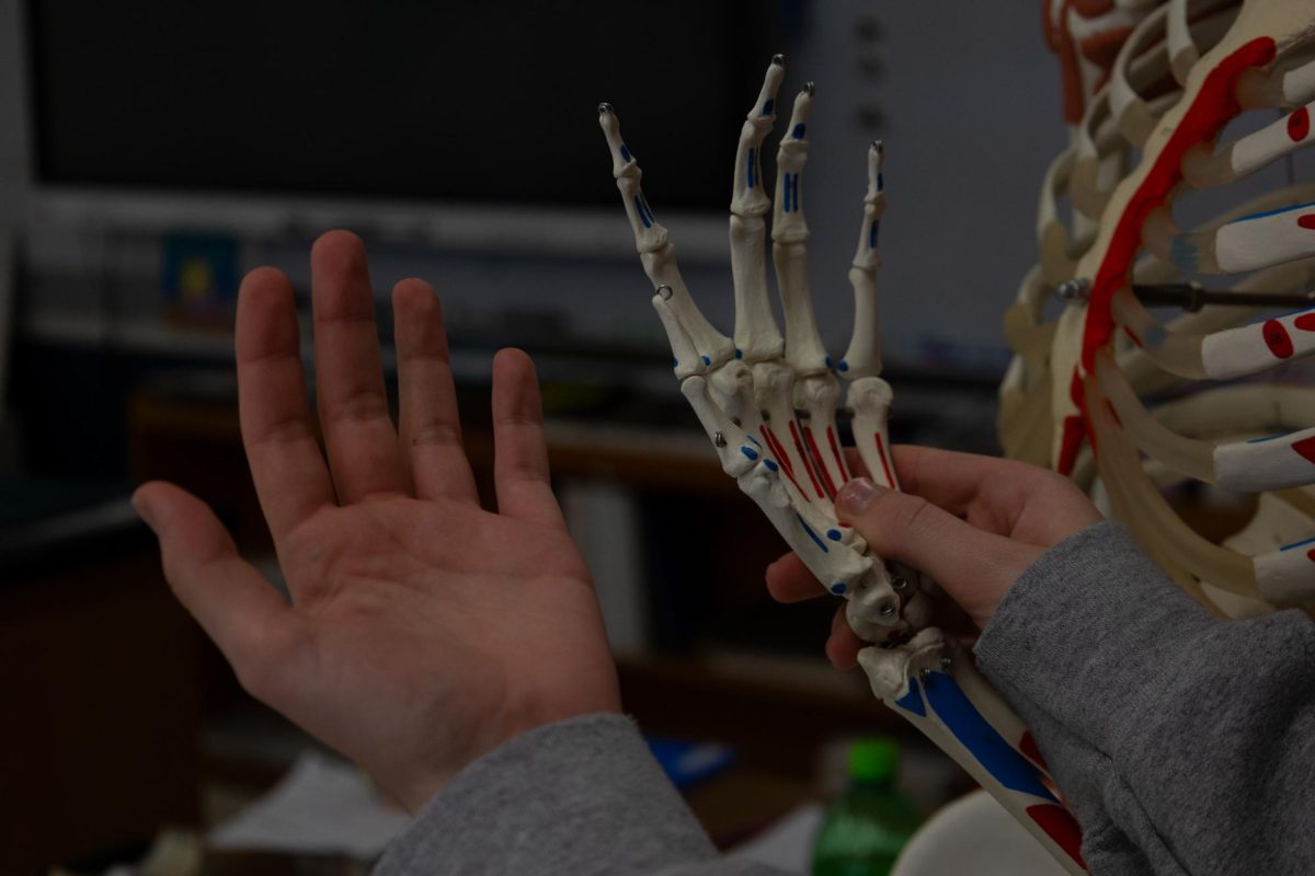 A student compares their hand to one of the anatomy skeletons'. Beauty standards have been known to go to dramatic extremes—sometimes to an unrealistic and dangerous extent.