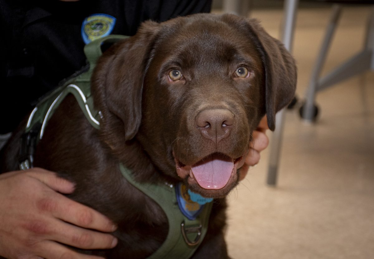 Officer Stephen Sullivan’s new English Chocolate Lab, Marshall, is currently undergoing a 25 week training course to be a comfort dog. Marshall is expected to come to Algonquin next September to provide students with relief and create a positive atmosphere.