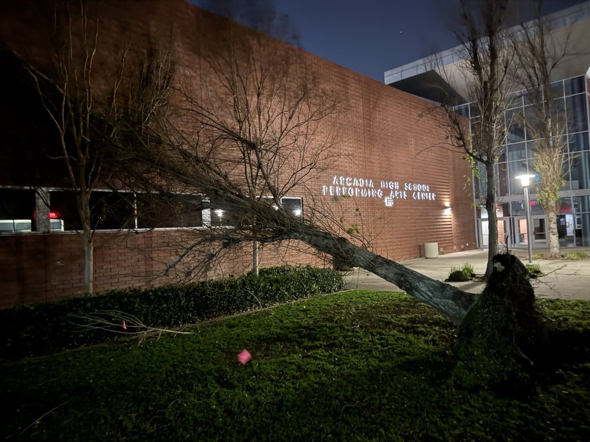 Tree falls against the A-Building due to Santa Ana winds. (Photo by Mr. Foran) 