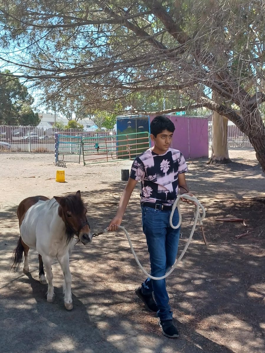 During a training session on how to take care of the mini horses, Junior Abhi Kotari leads one on the farm. Photo by Vikram Aditya Srikanth | Used with permission