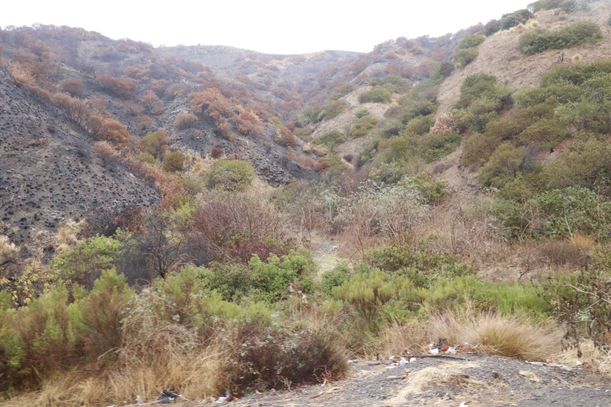 A section of charred mountainside stands next to unburnt Chaparral along Sepulveda. "It doesn't matter what's burning when you have the conditions like we have in California often," Director of the California Chaparral Institute Richard Halsey said. "Strong winds, low humidity, long term drought, you know. Grass, shrubs, trees, houses — doesn't matter. Once it gets started, it's not going to stop until it either hits the ocean or the weather changes."