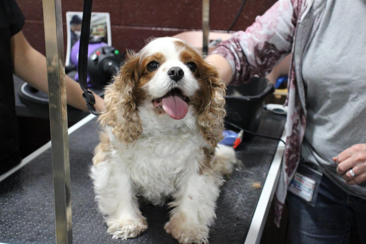 "Bo" Berry Biscuit preparing for back leg fur to be trimmed.