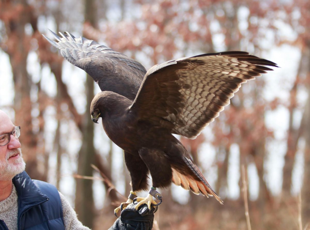 David Conrads, director of the Iowa Raptor Project Shows one of the projects Red Tailed Hawks, Hercules. Hercules is famous for soaring over Kinnick Stadium before Iowa Hawkeye football games.