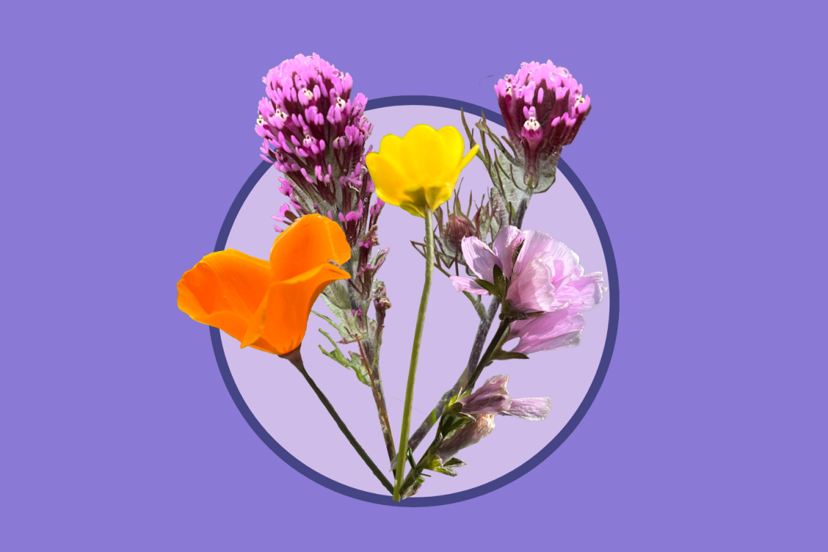 San José and
the larger San Francisco
Bay Area are home
to a variety of native
species such as the
California poppy, owl’s
clover and lupine.