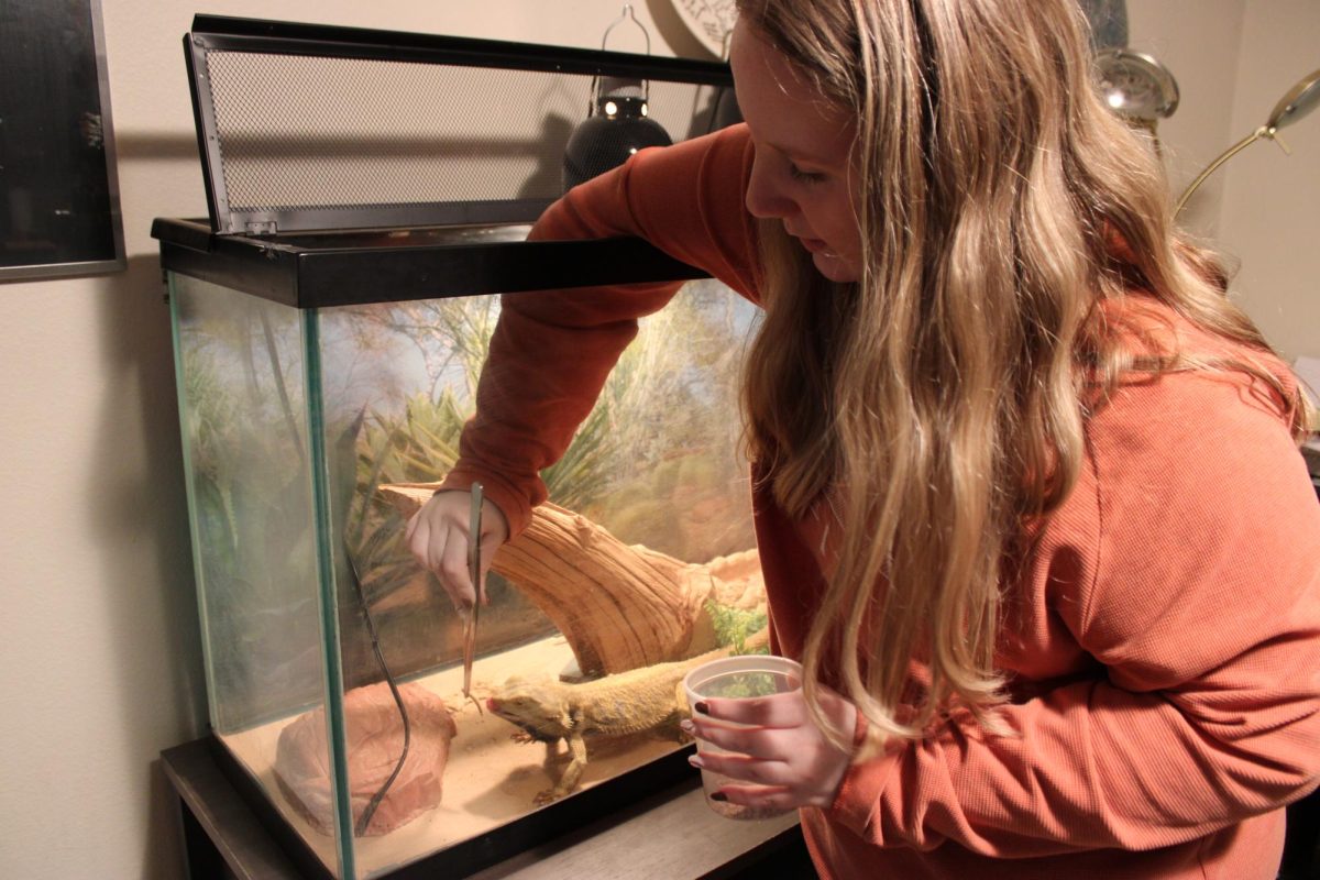 Lainee Norton, senior, feeds George, the single bearded dragon the family has adopted. George is fed every other day, since grown bearded dragons don't require as much food as hatchlings.