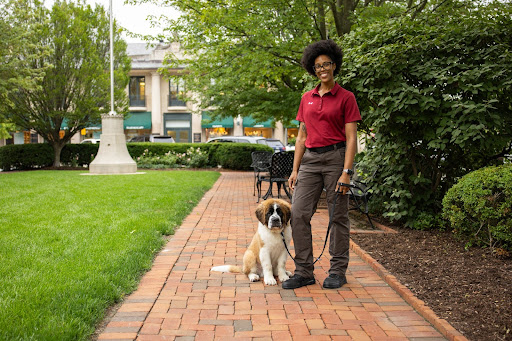 Winston, a comfort dog, will work with the Lake Forest Police Department's Social Worker Lauren Perez.