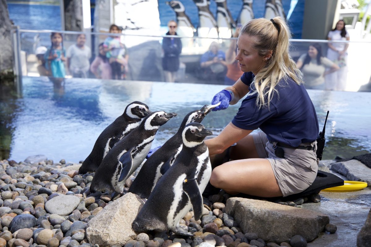 Aviculturist Katrina Wilbanks feeds Magellanic penguins their capelin and herring dinner starting at 2:30 p.m. at the Aquarium of the Pacific in Long Beach on Tuesday, April 7.  (Nikki Yunker | Warrior Life)