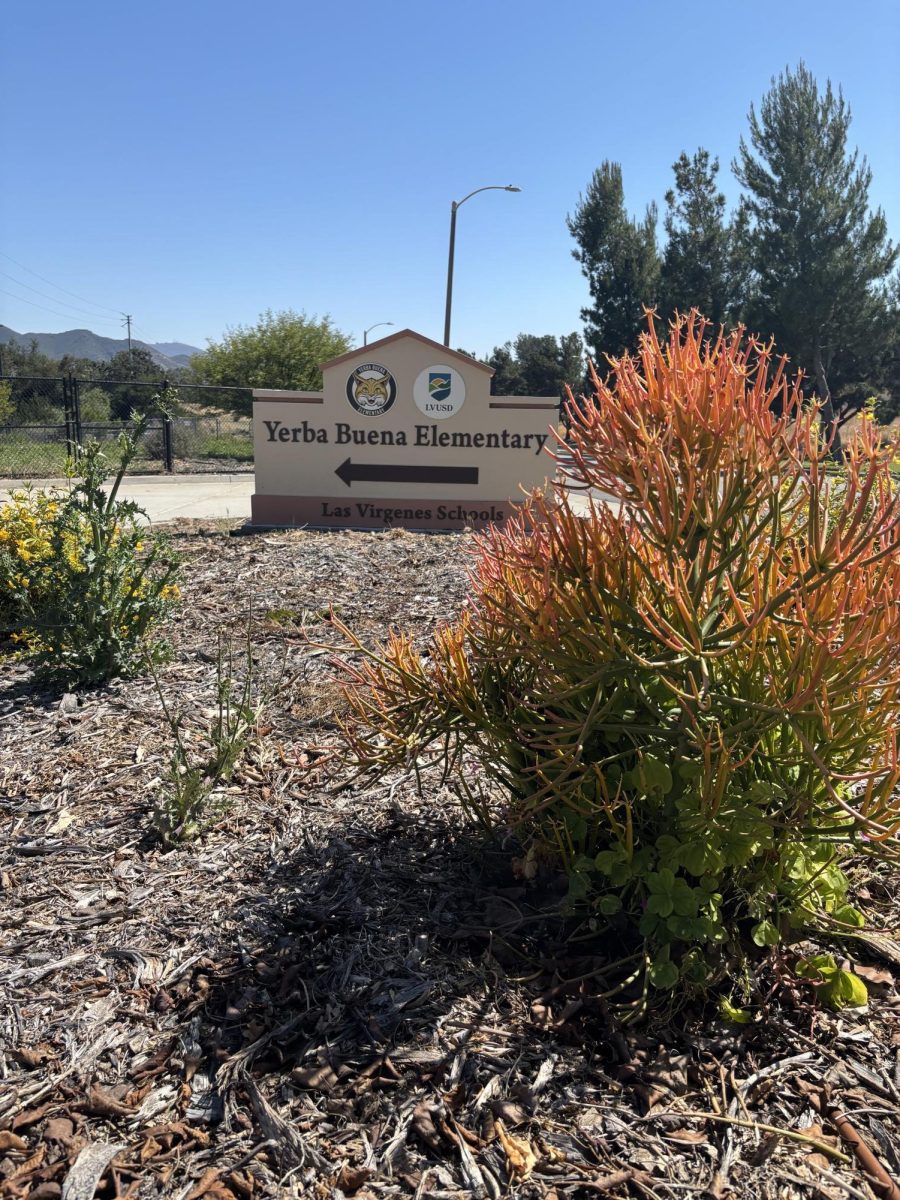 The fire stick plant in Yerba Buena elementary school’s entrance. (Photo by Justine Picard/The Talon)